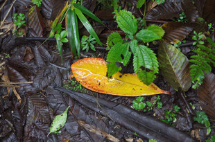 落叶卧于湿润林间地面
