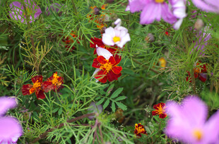 多彩花卉绽放于绿意间