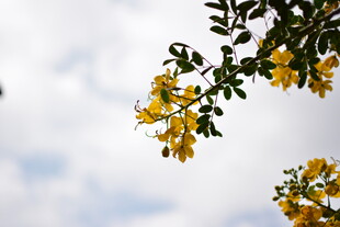 枝头绽放的灿烂黄色花朵