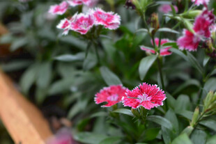 娇艳福禄考绽放生机