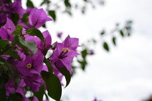 绽放的紫色三角梅