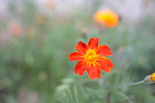 鲜艳单朵红花绽于绿野