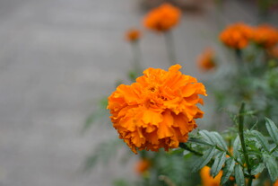 橙色万寿菊特写