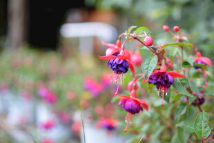 娇艳倒挂金钟绽放美景