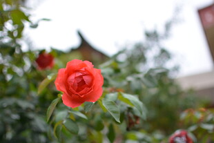 娇艳红玫瑰绽放于绿叶间