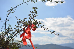 枝头红绸飘 远山蓝天景