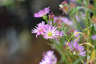 绽放的紫色小花