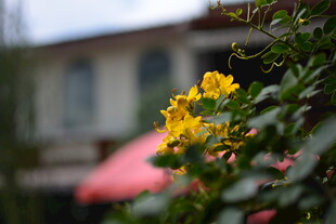 窗前绽放的明艳黄色小花