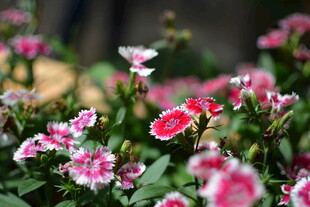 娇艳多彩矮牵牛绽放