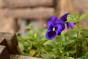 紫色三色堇绽放于绿植间