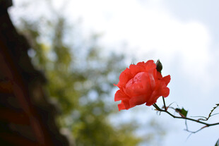 一枝独秀的娇艳红玫瑰