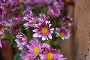 墙边绽放的多彩小菊花