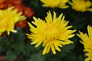 绽放的黄色菊花