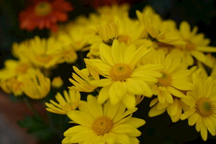 黄色小菊花绽放