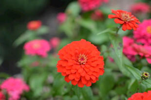 鲜艳绽放的红色百日菊