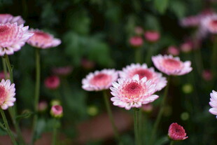 粉色雏菊绽放美丽