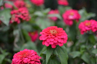 艳丽百日草绽放