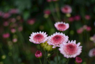 娇艳粉色花朵绽放