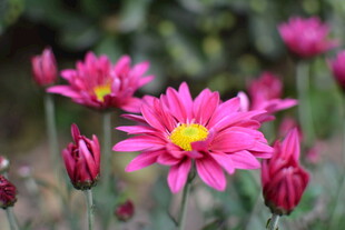 娇艳粉色菊花绽放
