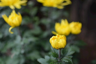 绽放的黄色小菊花