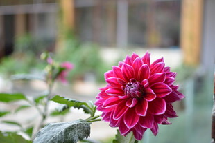 娇艳大丽花绽放