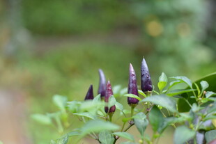 紫色尖椒植株特写
