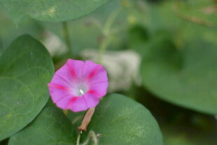 娇艳粉色牵牛花