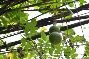 藤蔓上的翠绿葫芦