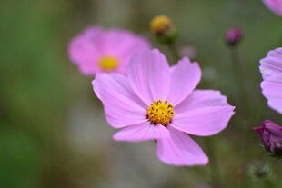 娇艳粉色波斯菊绽放