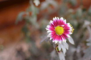 粉色带纹花朵特写