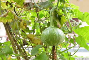 藤蔓上的青葫芦