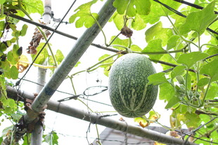 藤蔓上的绿皮瓜