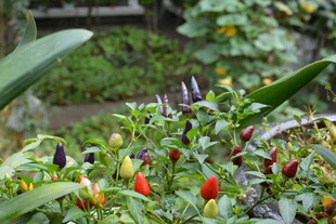 多彩辣椒生长于绿意间