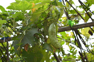 藤蔓上的翠绿丝瓜