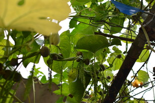 藤蔓上的翠绿瓜果