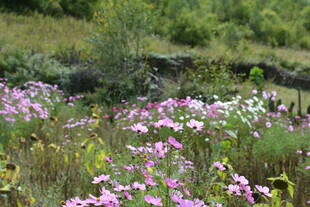 繁花盛开的美丽野外景色