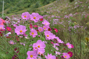 山坡上绽放的美丽粉花