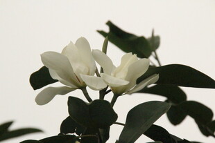 洁白玉兰花绽放枝头