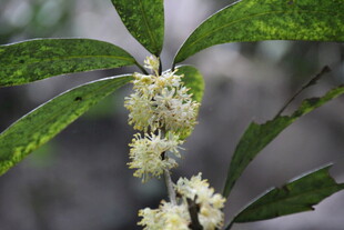 绿叶间的白色小花绽放