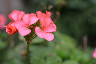 娇艳粉色天竺葵花朵