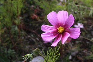 娇艳粉色波斯菊绽放