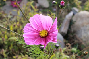 娇艳粉色格桑花绽放