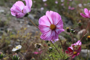 绽放的美丽波斯菊