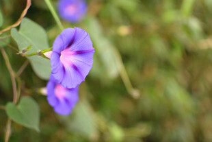 紫色牵牛花特写