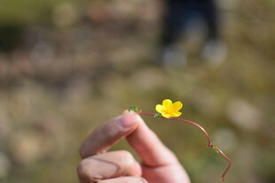 指尖上的小黄花