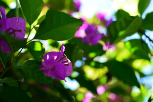 紫色繁花绿叶间的美景