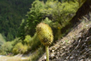 山间路旁的独特黄色植物