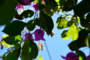 阳光下的紫花绿叶