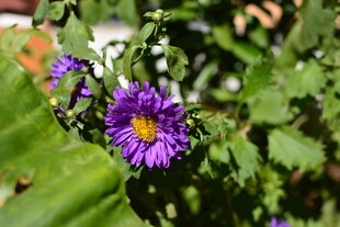 紫色小花绽放绿叶间