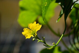 黄色小花绽放于绿叶间